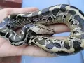 A few babies from the Nepthys clutch - Sumatran Short Tail Pythons