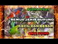 Download Lagu suara pikat burung kecil kombinasi burung besar.anti zong