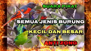 Download suara pikat burung kecil kombinasi burung besar.anti zong MP3