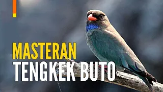 masteran tengkek buto durasi panjang gacor