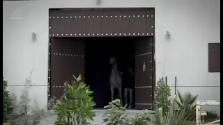 الفحل العالمي حسان الشرف HASSAN ASHIRF ملك مربط المخيال 