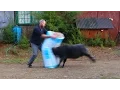 Lagu Angry ram vents his fury on a bag of insulation fibre