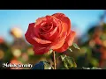 Download Lagu Удивительные мелодии, от которых мурашки по коже 🌺Красивые цветущие цветы 🌿Музыка Сергея Грищука #3