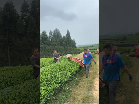 Tea Leaf Cutting Process - Good tools and machinery make work easy
