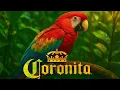 Download Lagu 🧡 Coronita Mix 2025 🧡 Utolsó Nyári Afterek 🧡 By Monkey Dealer