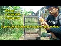 Download Lagu Perawatan Burung Gelatik Belong Supaya Gacor