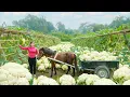 Download Lagu Harvesting Cauliflower with Horse Carriages | Transport to Countryside Market Sell