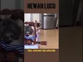 Download Lagu Anjing Lucu Main Gitar#Shorts
