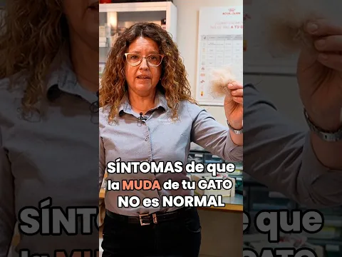 Síntomas de que la caída de pelo de tu gato NO es normal y puede ser señal de enfermedad🐱🚨