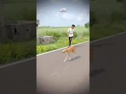 dog res Kolhapur🔥👑| Dog Race | Kolhapur Dog Racing/Dog Race Maharashtra/Dog Race kolhapur #shorts