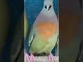 Download Lagu Suara burung punai jantan gacor banget #birds #shorts