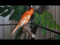 Download Lagu Raro canto canário. muito bom para o seu mestre canário  HD  - Rare Canário