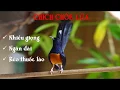 Download Lagu Luyện giọng chích chòe lửa 2019 - Nhiều giọng, ngân dài, kéo thuốc lào !