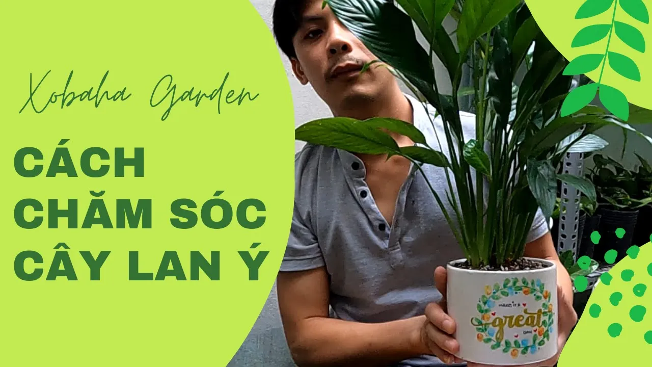 Cách chăm sóc cây lan ý - huệ hòa bình (How to Care for Peace Lily Plants)
