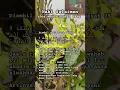 Download Lagu Doa mendatangkan uang #nurulimamah #shorts