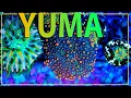 Download Lagu The Secret To Keeping Ricordea YUMA Coral