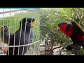 Download Lagu Adu tembak suara burung jalak kebo vs burung nuri