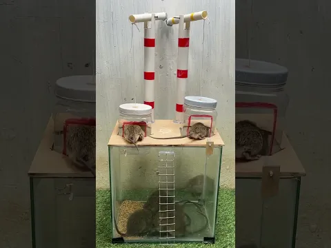 Easy to make mouse trap with mini fish tank #mousetraptp #mouse #rattrap #bucketmousetrap