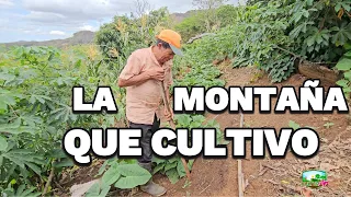 "La Montaña que cultivo" Productor Gertrudis Mejía de Madriz #CulturAgroTV  #MAGInforma🌱