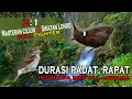 Download Lagu Masteran Cililin Vs Sikatan Londo