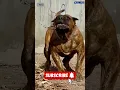 Download Lagu Dangerous presa Canario Barking #shorts #ytshorts #shortvideo #presacanario