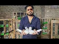 Download Lagu Tonk Wale Kabootar | टोंक के ऊदे कबूतर | Bajre Kabootar Sameer Ahmed Bhopal | Jaipur Tonk Pigeons