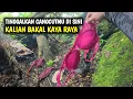Lagu PESUGIHAN TANPA TUMBAL‼️MENGUAK MISTERI GUA SRI BOLONG BANYAK PEJABAT DAN ARTIS DATANG KESINI