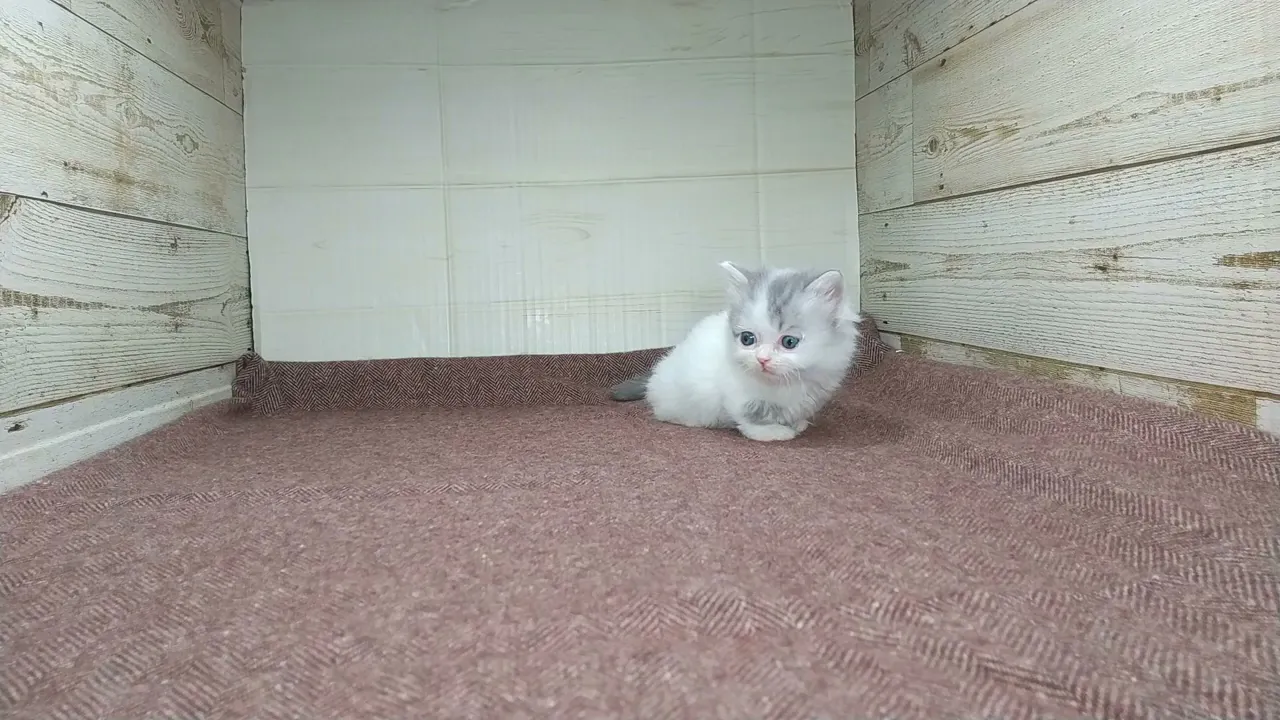 動画