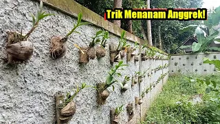 menanam anggrek di dinding trik jitu menanam anggrek anggrek caramenanamanggrek orchid