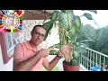 Download Lagu Difenbahya Neden Yaprak Sarartır? / Why Difenbahya leaves are shed?