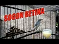 SOGON BETINA MEMANGGIL JANTAN | SOGON BETINA GACOR | TERAPI SOGON MACET BUNYI