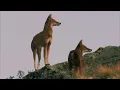 Emancipator - Safe in the steep cliffs & Earth (2007) Movie Music Video
