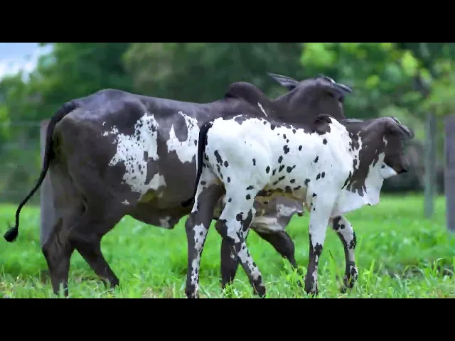 Matriz Nelore Mocho MLRC - 209