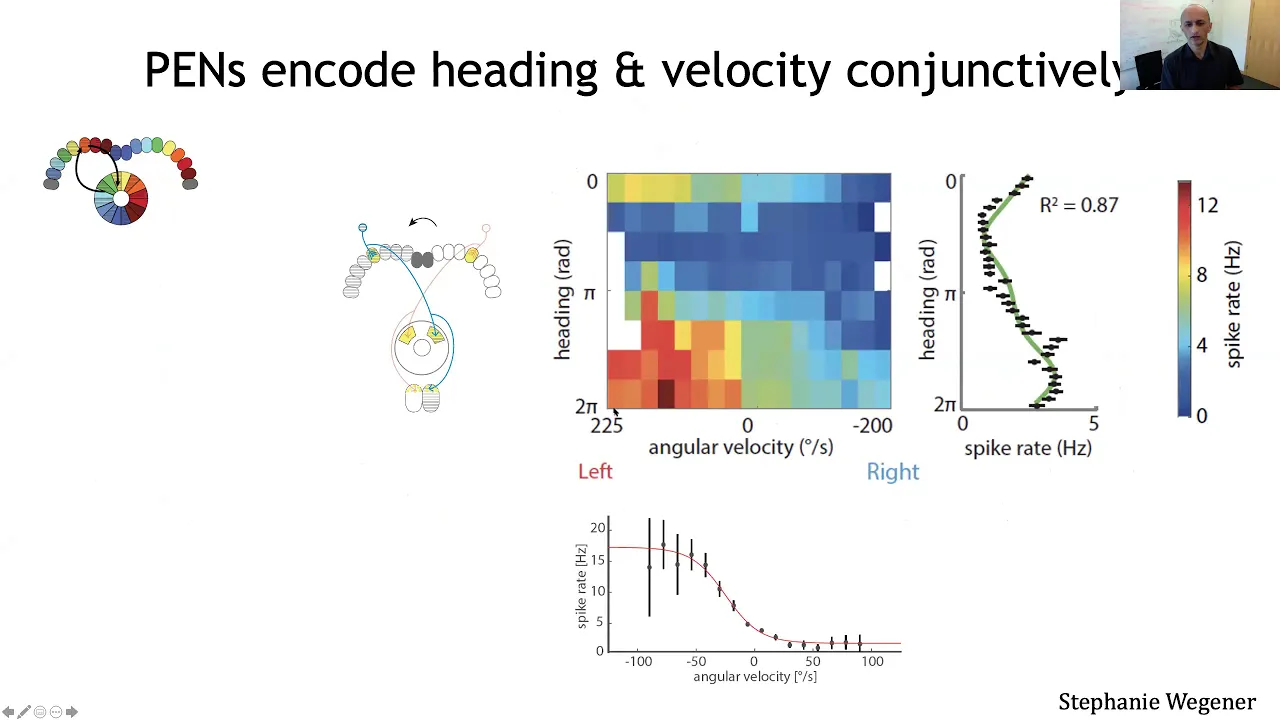 Vivek Jayaraman - About a biological ring attractor network