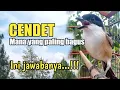 Download Lagu CENDET Mana yang paling bagus,ini jawaban AINA BIRD FARM