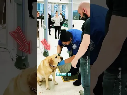 Este perro no está permitido en el avión#shorts