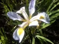 Sweet Southern Comfort ~ Buddy Jewell