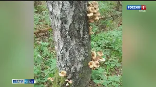 В лесах Омской области небывалый урожай опят