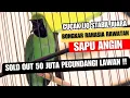 Lagu SOLD OUT 50 JUTA 😱 CUCAK IJO SAPU ANGIN 🔥 PECUNDANGI LAWAN RIVALNYA 😮❗BONGKAR RAHASIA STABIL JUARA