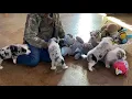 Augies Corgi x toy Aussie play at Lindsey s Aussies in Oklahoma
