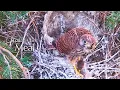Download Lagu #263🦃PIÑÓN 🐥29°(✝️🐥🐥🐥23°)／Avila🇪🇸Kestrel Nest 2025／ Powerd by DIRECTO NATURA／CAM68