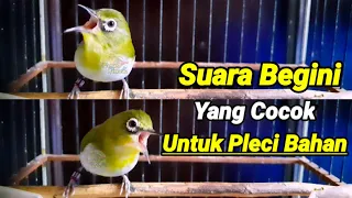 Download Suara Begini ⁉️ Yang Cocok Untuk Pleci Bahan Agar Bikin Cepat Pleci Bustomi Gacor Ngalas (6/11/21) MP3