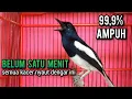 Download Lagu kacer gacor NGEPLONG tarung ini paling ampuh buat PANCINGAN KACER agar EMOSI