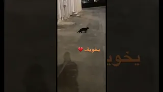 طلع جني    شورت  ضحك  السعودية دندنها