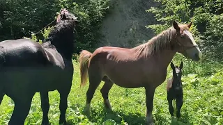 mating of the mare on the 9th day as foaled stallion yurko persheron 