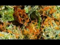 Grape Zkittles LIT Farms is it good