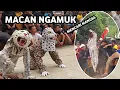 Download Lagu Macan Ngamuk Mencari Mangsa Bantengan Satria Macan Kumbang Live Kudur gondang mojokerto