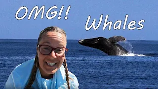 Sailing Hiraya Ep. 23  Whales!! Big whales jumping and breaching!! Did we mention whales!!!