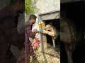 Download Lagu Lion 🦁 Brand #animals #wildlife #bigcat #tiger #shortvideo #wildliferescue 😡 #sohailbiganimals 😱