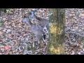 Types of Deer Hunting Stands Tractor Supply Co